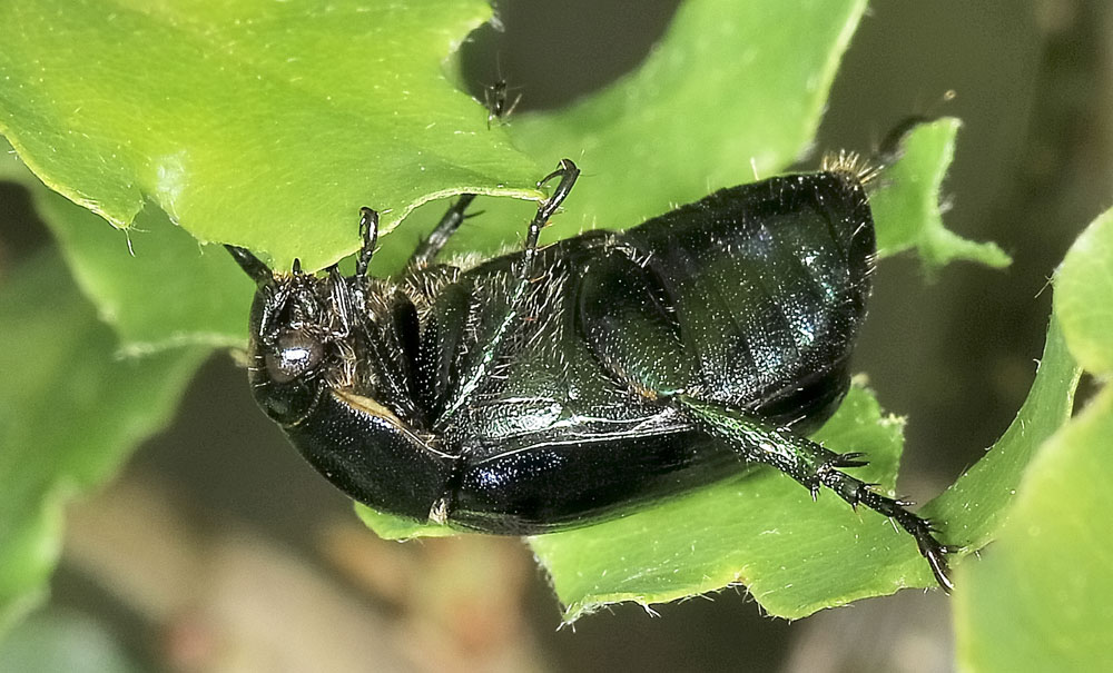 Mimela aurata , Rutelidae